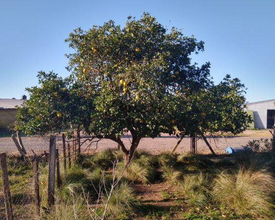 VILLA SAN ALBERTO: CHACRA 2HÁS. SOBRE AUTOVÍA LUJÁN/JUNIN - Cód. LBR155CHA